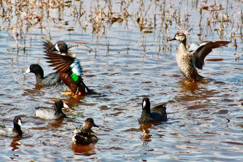 Green Winged Teal by BigCypressNPS is marked with Public Domain Mark 1.0.